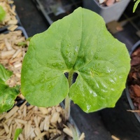 Asarum canadense